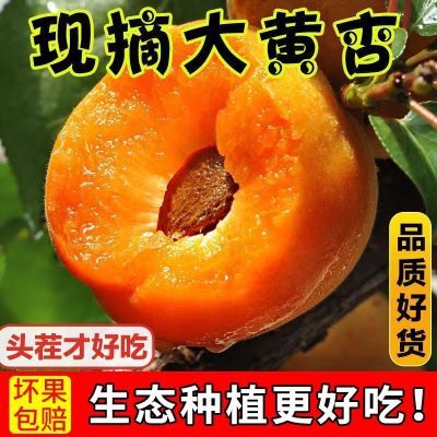 陕西头茬新鲜金太阳大黄杏应季现摘杏子孕妇酸甜杏儿