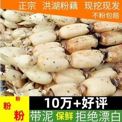 洪湖粉藕新鲜 煲汤藕5斤当季煨汤粉莲藕炖汤藕糯米藕脆藕面 1/3斤