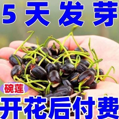 发芽莲花碗莲种四季开花水培水养绿植睡莲荷花五颜六色无土盆栽花