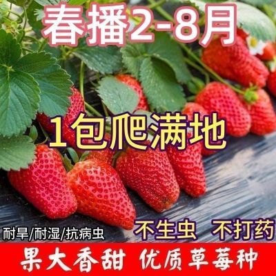 四季奶油草莓种子食用香甜大果草莓新手易种阳台盆栽水果蔬菜种籽