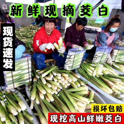 2024春季新鲜茭白现摘时令蔬菜农家种植高笋茭儿菜福建特产食材