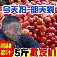 【降价了】黄肉油桃新鲜桃子水果应季水果孕妇水果5斤3/1斤整箱