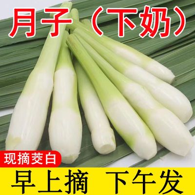 【月子很下奶】新鲜茭白时令蔬菜农家种植高笋茭儿菜福建特产食材