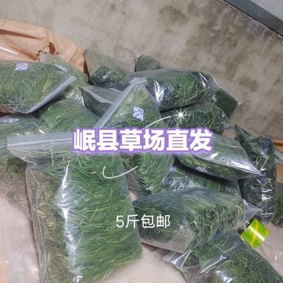 提摩西特级烘干提草牧草粮食干草北提荷兰猪兔子草料龙猫烘干微穗