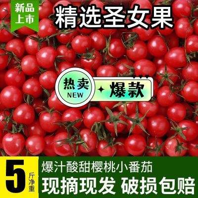【精品泡沫箱】千禧圣女果新鲜小番茄现摘应季樱桃番茄小柿子水果