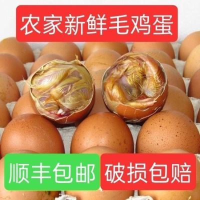 【顺丰】 新鲜毛蛋17-21天生毛鸡蛋批发鸡胚蛋非活珠子凤凰