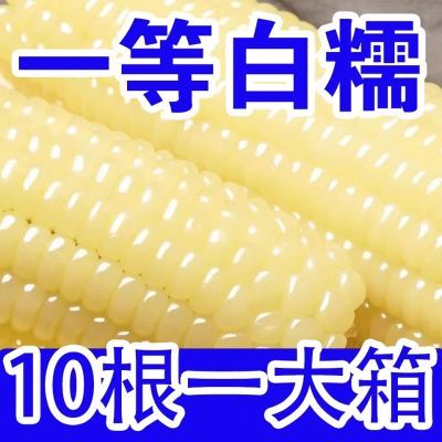 【活动中】10棒白糯玉米粘玉米大棒新鲜玉米冷冻玉米非转基因玉米