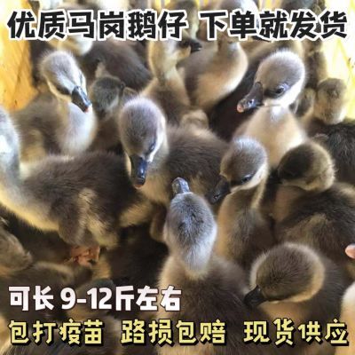 【包活到家】马岗鹅阳江鹅灰鹅黑棕鹅白鹅家庭散养小鹅幼崽活物