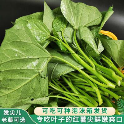 食叶型红薯尖红苕尖地瓜叶食用番薯叶嫩芽新鲜蔬菜芽苗菜现摘现发