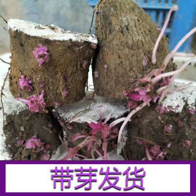 紫山药种子脚板薯大脚板大紫薯紫色山药紫玉粉糯米红心大薯苗种苗