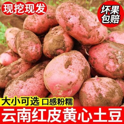 【视频同款】新鲜红皮土豆10斤马铃薯农家洋芋1/5斤应季蔬菜批发
