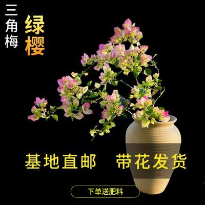 四季勤花三角梅南北方室内花园阳台都可种植喜阳耐晒耐寒好养