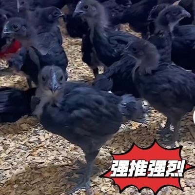 【正宗】半大五黑鸡脱温苗土鸡五黑一绿鸡绿壳蛋鸡乌骨鸡乌鸡包邮