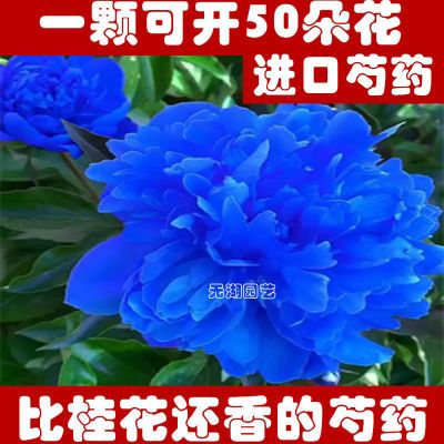 四季浓香重瓣大花芍药花苗牡丹花苗带根带芽盆栽庭院耐寒植物