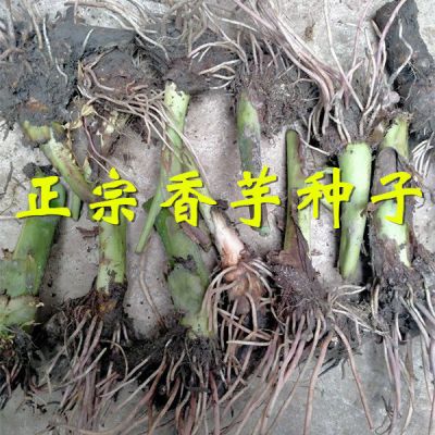 【正宗香芋种子】湖南江永香芋种植苗有芽槟榔芋小芋头秧批发
