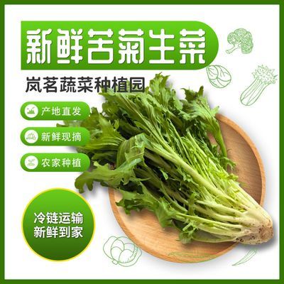 云南苦菊生菜新鲜狗芽当季新鲜鸡窝菜细叶黄心苦菊农家时令苦苣