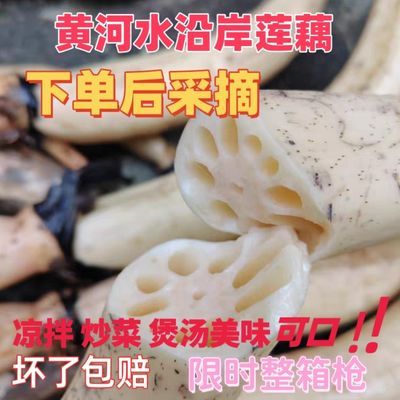 【新客立减】新鲜现挖当季清水莲菜莲藕煲汤凉拌酸辣即食应季孕妇