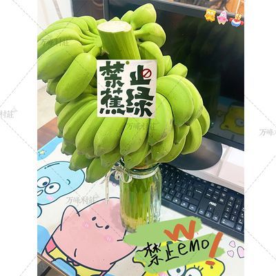 【禁止蕉绿】整串带杆芭蕉花办公室水培小米香蕉新鲜连果插花绿植