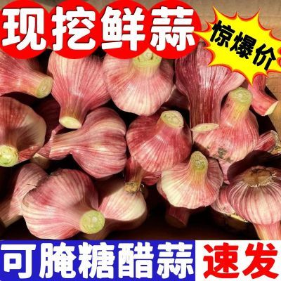新鲜大蒜紫皮大果特惠买4斤送一斤