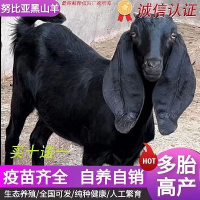 【大热卖】纯种努比亚黑山羊小羊羔活羊3个月羊崽幼崽羊养殖资料