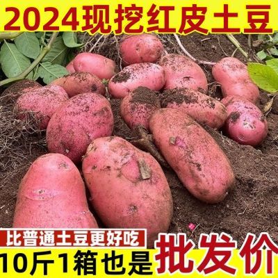 2024云南红皮黄心土豆高原新鲜现挖现发1/5/10斤洋芋马铃薯老品种