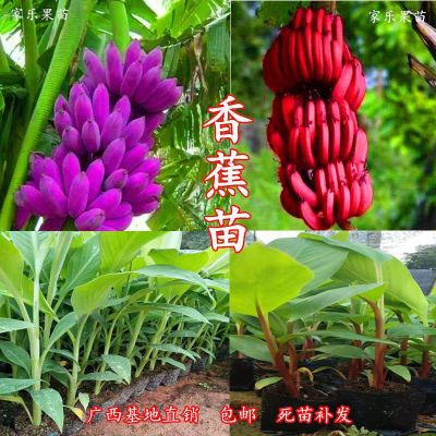 新品种红香蕉苗紫香蕉苗皇帝蕉苗红皮香蕉适合南方阳台庭院种植