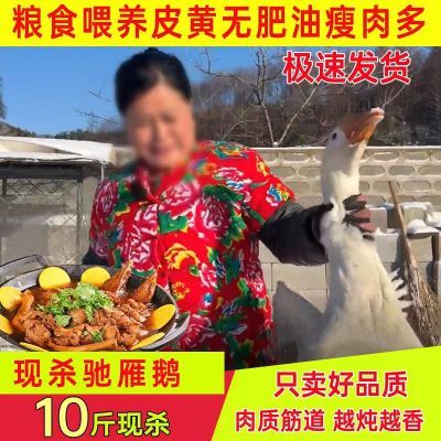 【极速发货】新鲜鹅肉10斤大鹅整只鹅散养鹅农家老鹅大白鹅雁鹅