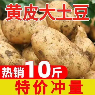 新土豆2024现挖黄皮土豆新鲜农家小土豆应季蔬菜洋芋整箱批发包邮