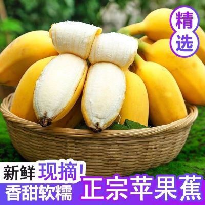 广西苹果蕉小米蕉西贡蕉新鲜现摘孕妇水果正宗苹果蕉香蕉粉蕉批发