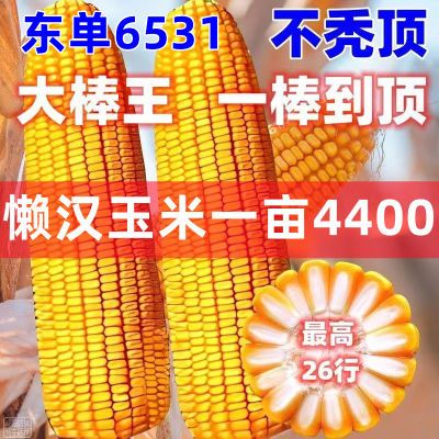 农科院高产国审正品冠军东单6531玉米种子双胞胎红心大棒紫杆苞谷