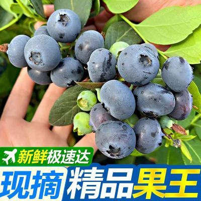 云南蓝莓新鲜水果应季批发价非怡颗莓一整箱鲜果1/2/4盒产地直发
