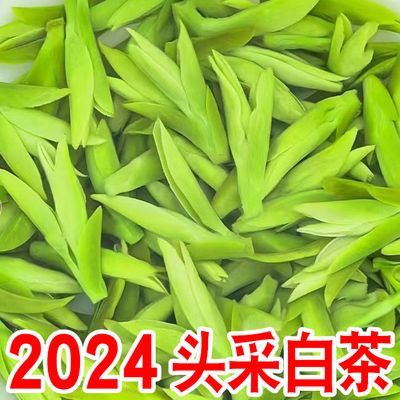 2024新茶【头采白茶】正宗特级白茶毛峰浓香型黄金芽毛尖罐装礼盒