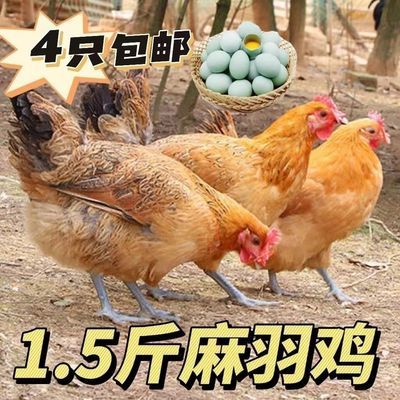 1.5斤麻羽绿壳笨鸡脱温苗散养农村土鸡麻鸡高产蛋鸡幼苗鸡