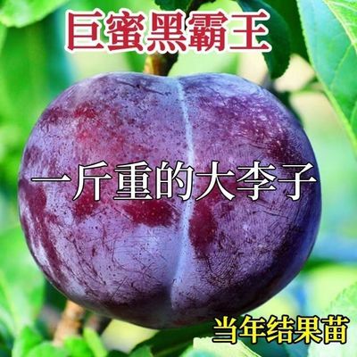 嫁接特大黑霸王李子树苗超甜新品种南方北方种植盆栽地栽当年结果