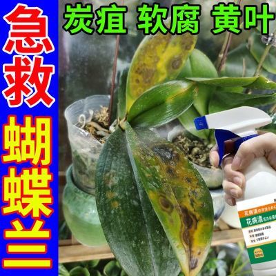 蝴蝶兰急救】炭疽病灰霉软腐黄叶黑斑病家庭花卉植物通用型杀菌剂