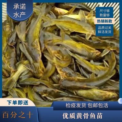 黄骨鱼苗黄辣丁鱼苗批发淡水养殖食用活鱼黄颡鱼昂刺黄丫头黄鸭叫