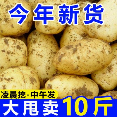 已售551万+】黄皮土豆批发10斤正宗新鲜洋芋1/5斤马铃薯应季蔬菜