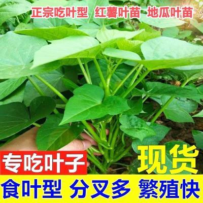 食叶地瓜苗专吃叶子红薯苗地瓜苗红薯叶种番薯叶子山芋叶苗带根发