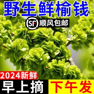 顺丰包邮】榆钱新鲜现摘野菜农家榆钱儿应季野菜蒸榆钱窝窝头槐花