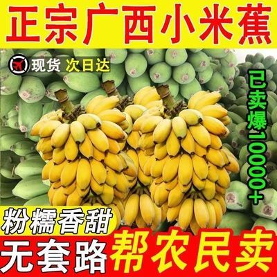 【现砍现发】广西新鲜小米蕉应季水果香蕉自然熟一整箱包邮: