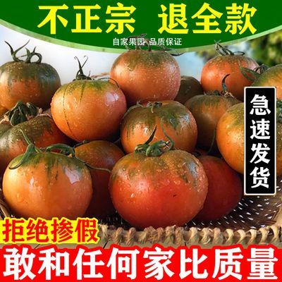 【6斤特价】丹东草莓柿子西红柿盘锦碱地生吃番茄新鲜铁皮柿子