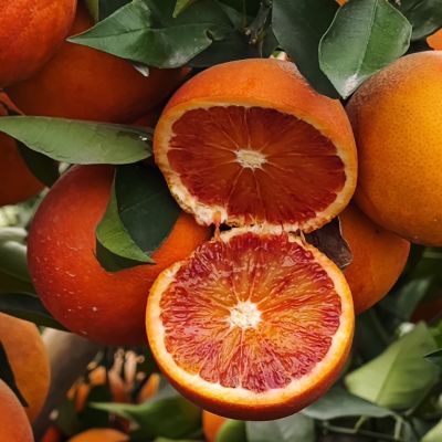 映水血橙果园现摘现发新鲜出货甜到心里自家种的富含Vc和花青素,