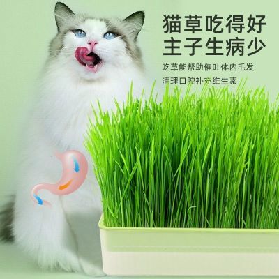 猫草种子无土水培套装猫零食懒人盆栽猫草自种化毛去毛球猫咪用品