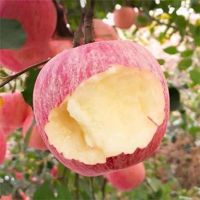 烟台红富士苹果5斤冰糖心苹果当季新鲜脆甜多汁新鲜水果整箱平果