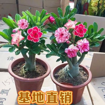 沙漠玫瑰花小苗盆栽四季花开庭院室内外阳台好养花卉绿植沙漠玫瑰