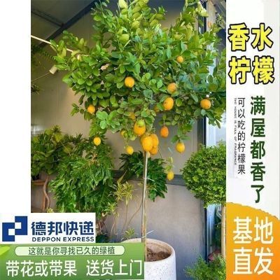 香水柠檬树盆栽带果发货可食用阳台室内客厅大型绿植物四季柠檬树【8月28日发完】