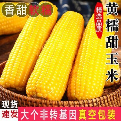 黄糯玉米2根6根10根东北粘玉米大棒低脂粘糯甜鲜食玉米真空独立装