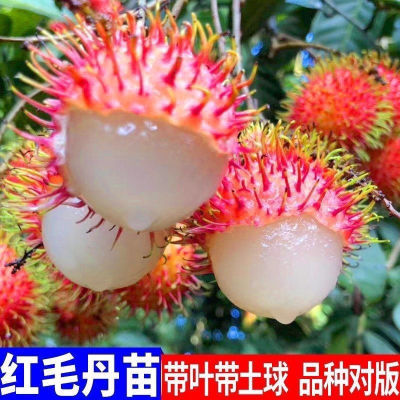 正宗嫁接红毛丹树苗南方种植当年结果毛荔枝苗地栽盆栽果树苗包邮