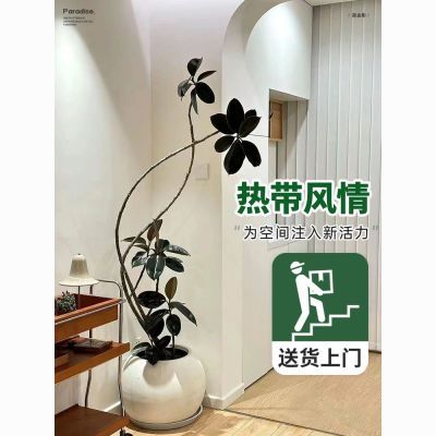 黑金刚橡皮树盆栽大型落地植物办公室内客厅净化空气四季造型绿植