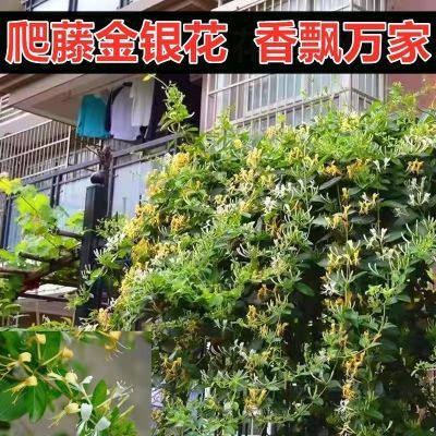 买一送一爬藤黄白药用金银花苗四季庭院阳台室外能种大小带花食用